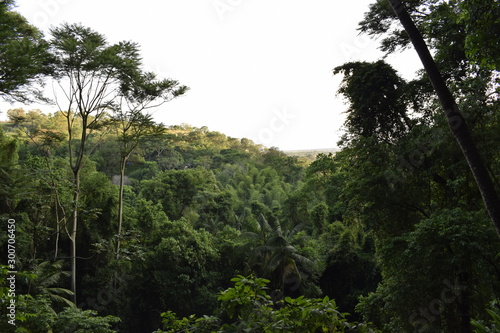 Horizonte de floresta tropical