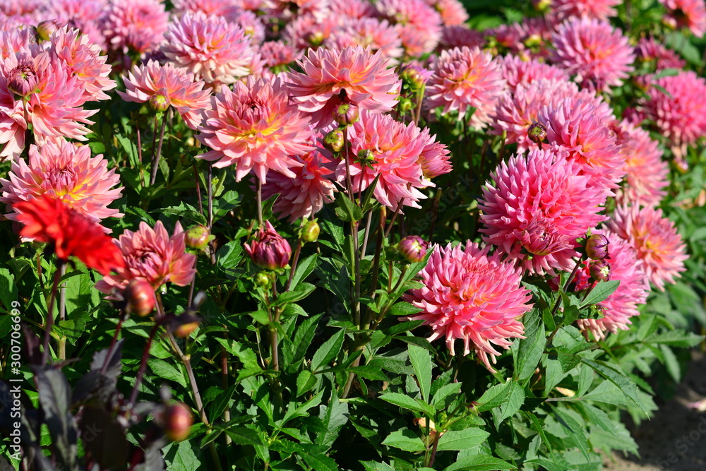 Pink Dalhia flowers in a field Pink Dalhia flowers in a field