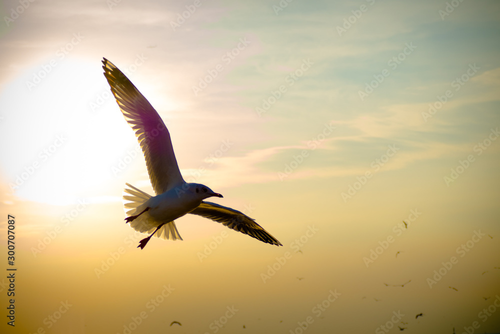 Naklejka premium seagull flying on sky