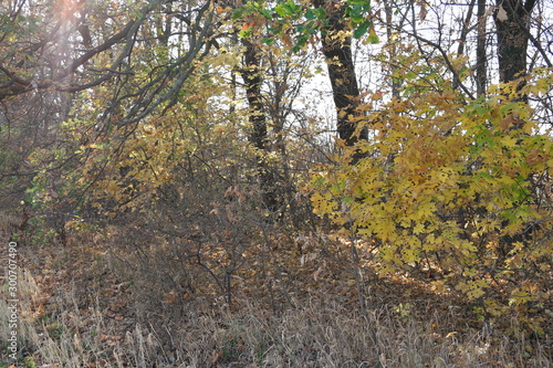 yellow tree in autumn