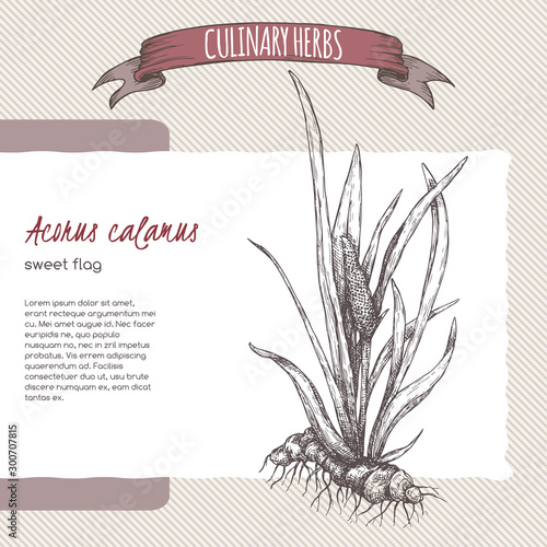 Obraz na płótnie Acorus calamus aka sweet flag sketch. Culinary herbs series.