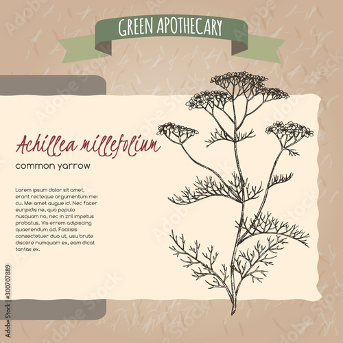 Yarrow aka Achillea millefolium sketch on vintage paper background. Green apothecary series.