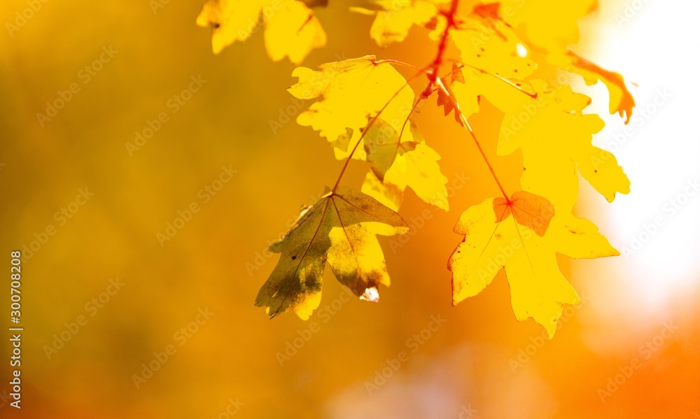 Autumn. Autumn.