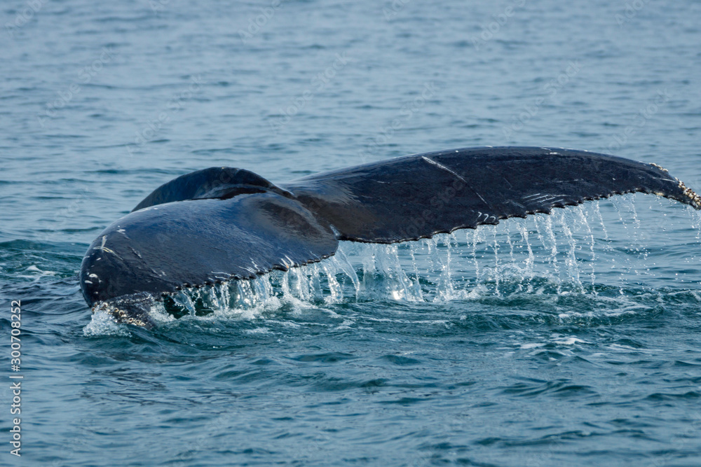 Obraz premium Humpback whale in the arctic water in Iceland.