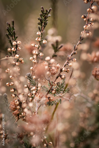 flowers in spring