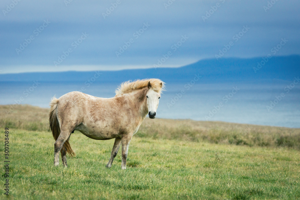 White icelandic wild horse on a grassy field in early morning. Blue clouds in the background. Icelandic, horses, wildlife, wilderness, nature concept. White icelandic wild horse on a grassy field in early morning. Blue clouds in the background. Icelandic, horses, wildlife, wilderness, nature concept.