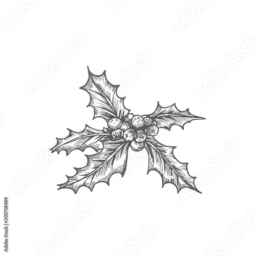 Hand Drawn Christmas Holly with Berries Vector Illustration. Abstract Rustic Sketch. Winter Holiday Engraving Style Drawing.