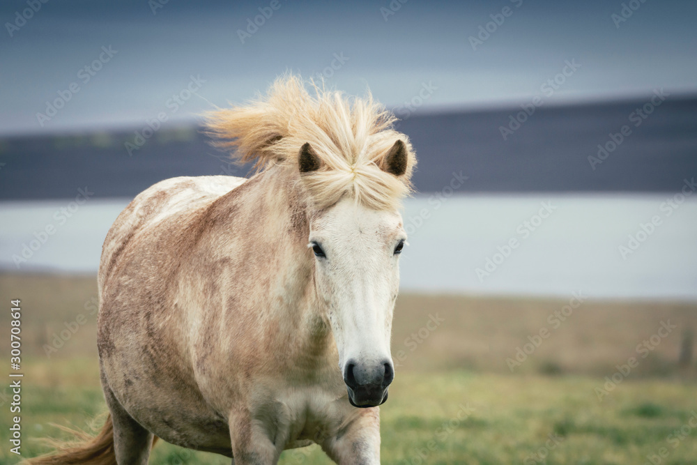 Obraz premium white icelandic horse closeup during heavy wind and dusk. iceland, horse, wildlife, travel, moment concept.