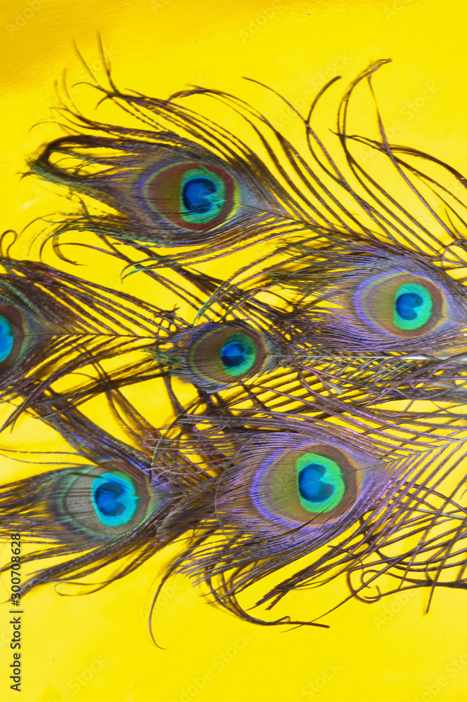 Obraz premium peacock feathers on a yellow background, top view, flat lay,eye feathers,Trend bright colors,birds feathers pattern