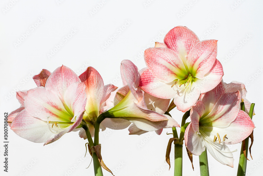 Amaryllis Flower against white background