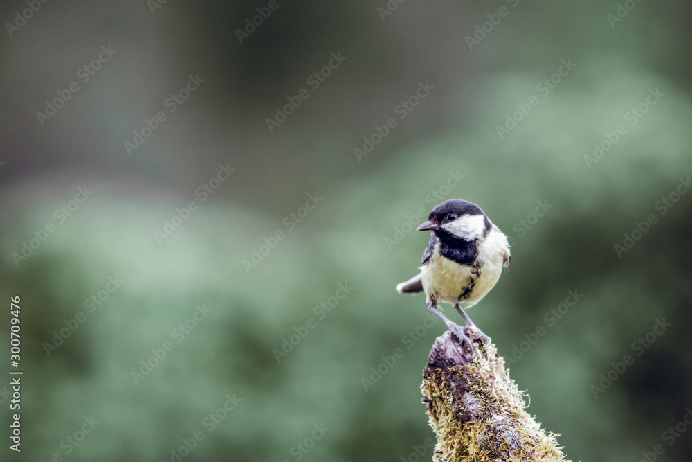 Obraz premium Great tit portrait with blurry green background.