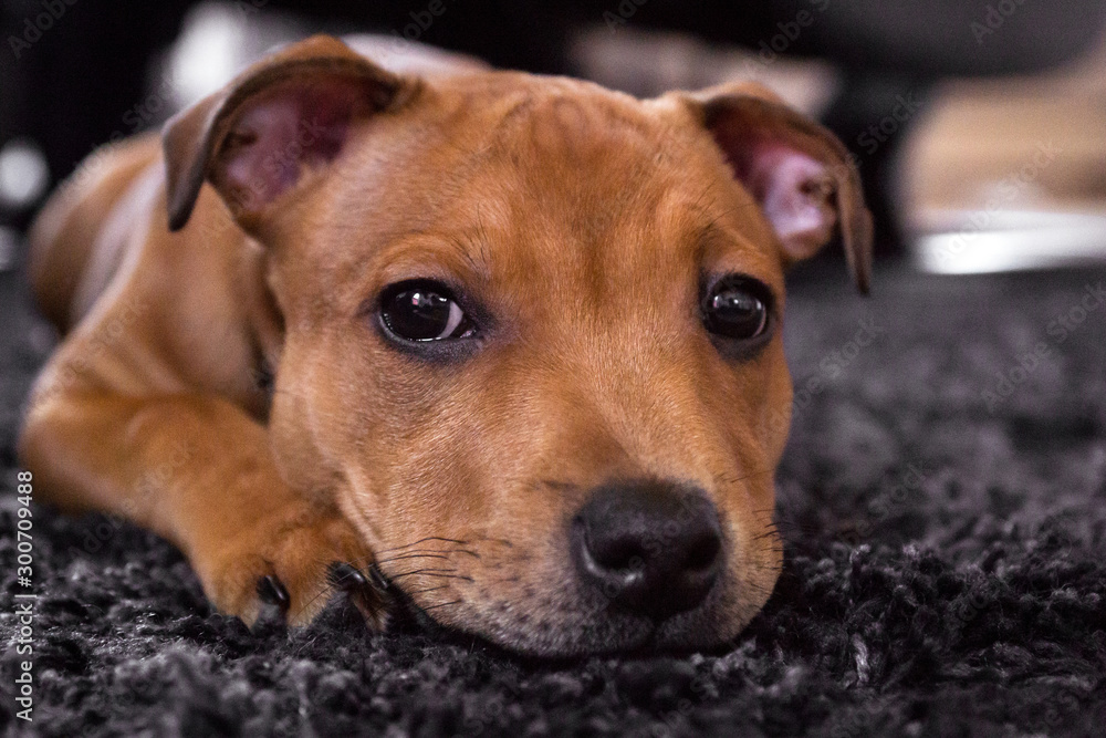 Cute staffordshire bull terrier puppy laying down on a black carpet. Puppy, dog, animal and pet consept.