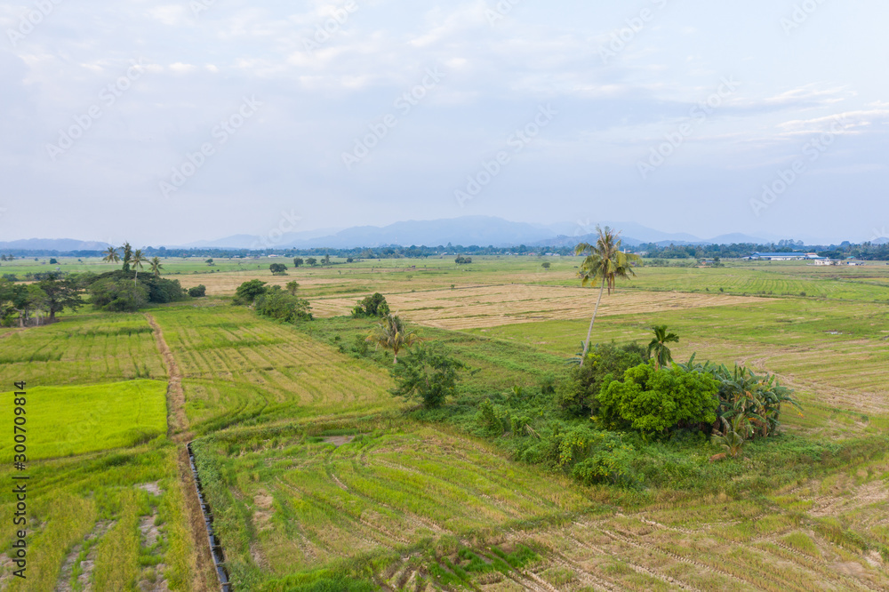 Aerial drone image of Beautiful Paddy village rice farm view at Kota Belud, Sabah, Borneo