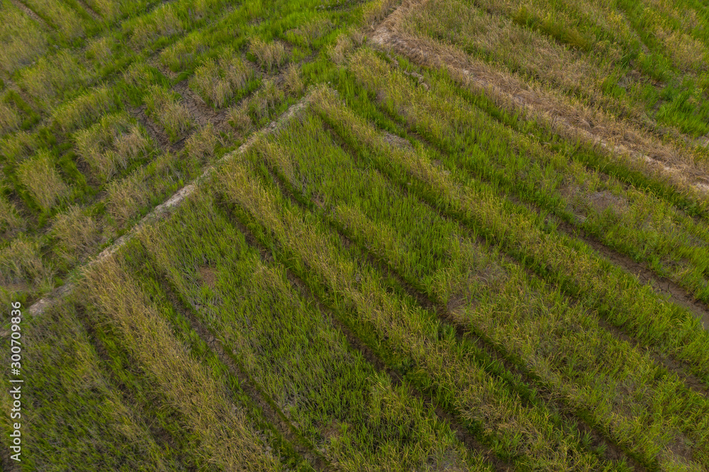 Aerial drone image of Beautiful Paddy village rice farm view at Kota Belud, Sabah, Borneo