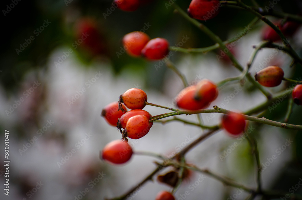 red berries on a tree red berries on a tree