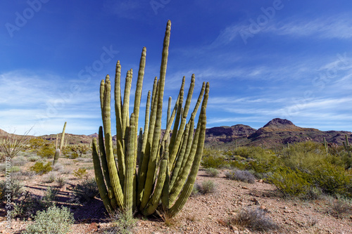 Organ Pipe Cactus in southern Arizona