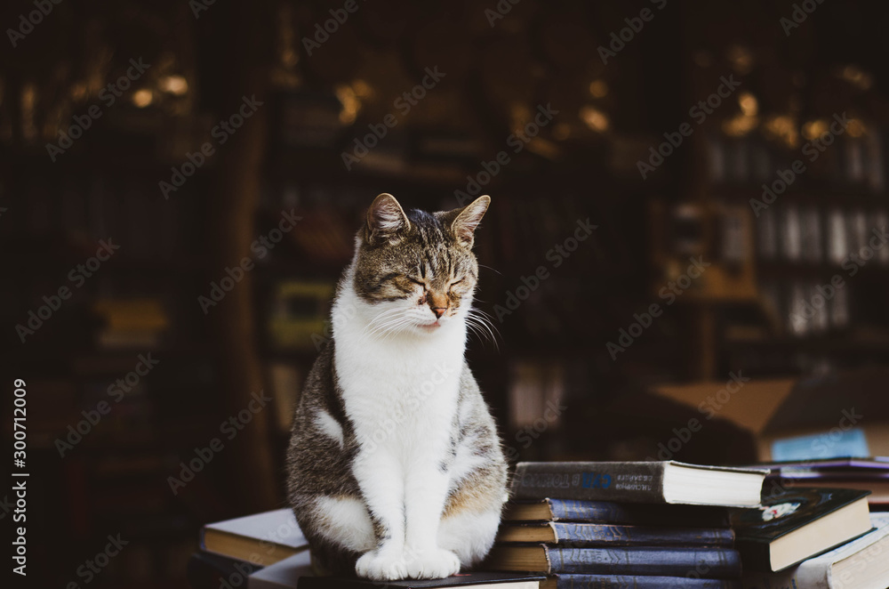 cat cat