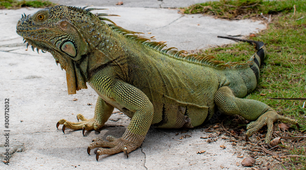 Fototapeta premium Reptil prehistórico 