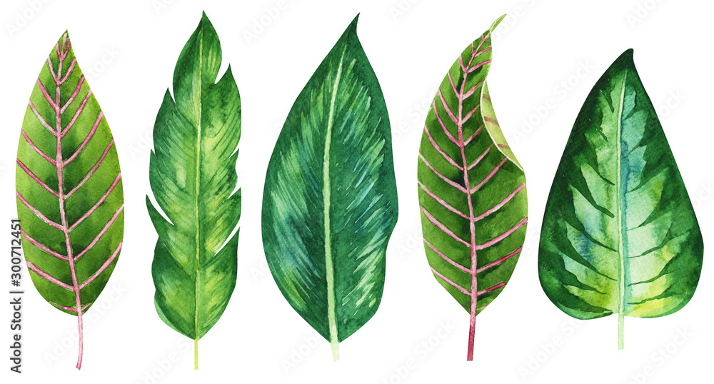 Tropical, exotic set of green hand drawn watercolor leaves. Isolated illustration on a jungle theme, unusual plants on a white background. textile design, packaging, print, invitation, wallpaper. - obrazy, fototapety, plakaty 