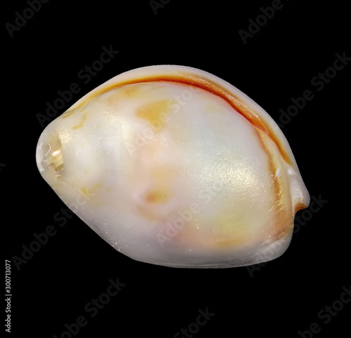 Seashell isolated on a black background