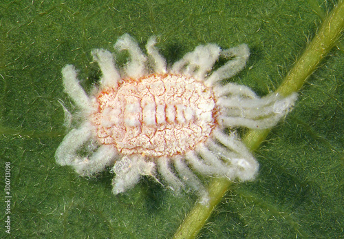 Egyptian cottony cushion scale, Icerya aegyptiaca (Hemiptera: Monophlebidae), is the dangerous pest of trees in most tropical and subtropical regions photo