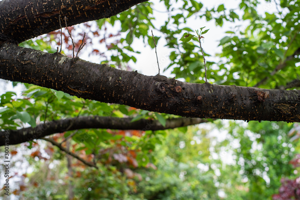 Fototapeta premium tree with green leaves
