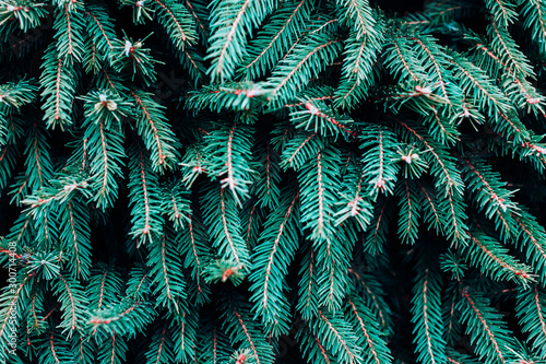 Fototapeta Naklejka Na Ścianę i Meble -  Spruce in neo mint color. Trendy mint background.