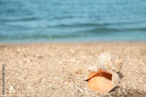 Beautiful shell on sand near sea, space for text. Beach object © New Africa