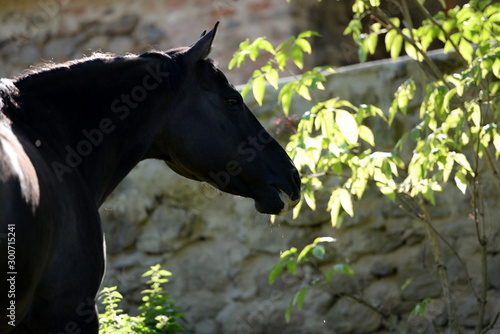 Apfeldieb. Schwarzes Pferd im Garten frisst   pfel