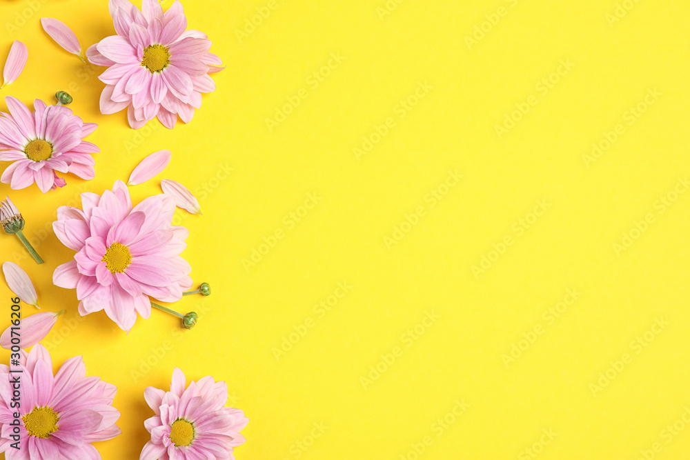 Beautiful pink chamomile flowers on yellow background, flat lay. Space for text Beautiful pink chamomile flowers on yellow background, flat lay. Space for text