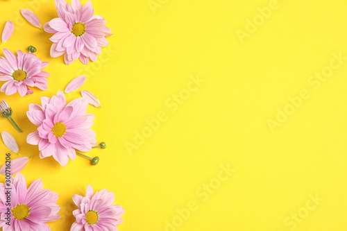 Fototapeta Naklejka Na Ścianę i Meble -  Beautiful pink chamomile flowers on yellow background, flat lay. Space for text