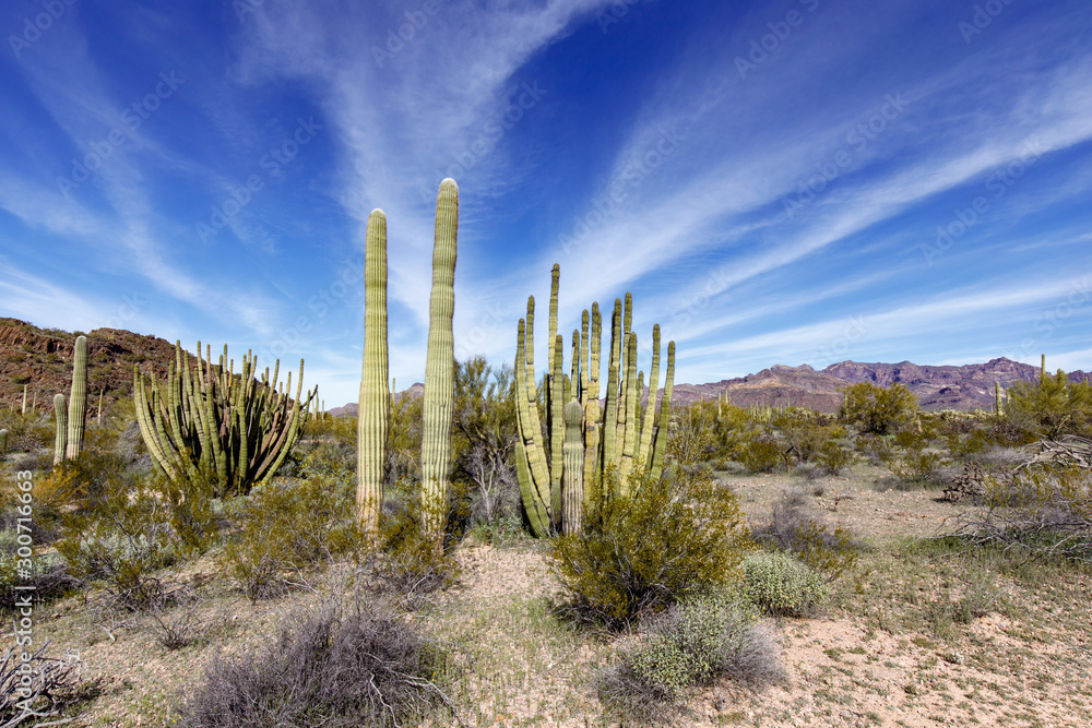 Tall Saguaro Next to Organ Pipe Cacti in Arizona