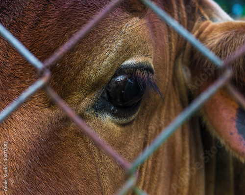 Cow eye