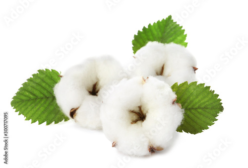Cotton flowers with green leaves on white background