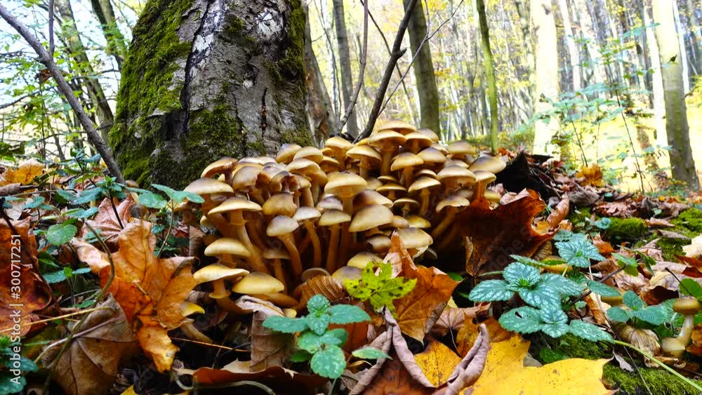 Honey fungus mushrooms in the fall forest. Honey fungus mushrooms in the fall forest.