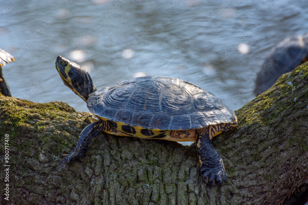 Obraz premium Tortoise 3