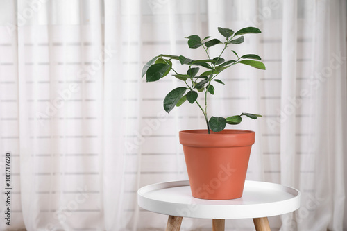 Potted lemon tree on white table near light curtain, space for text