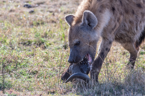 Lonely hyena spotted separated from its group eating Wildebeest head in Maasai Mara reserve 