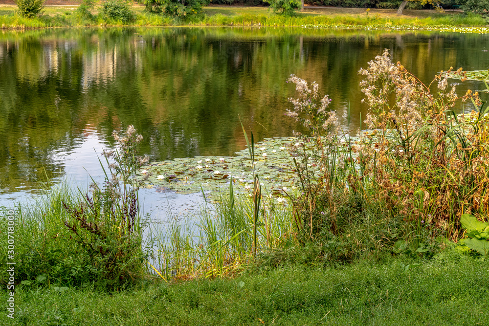 Obraz premium Late summer views of parkland with ponds in Leipzig / Germany / Europe