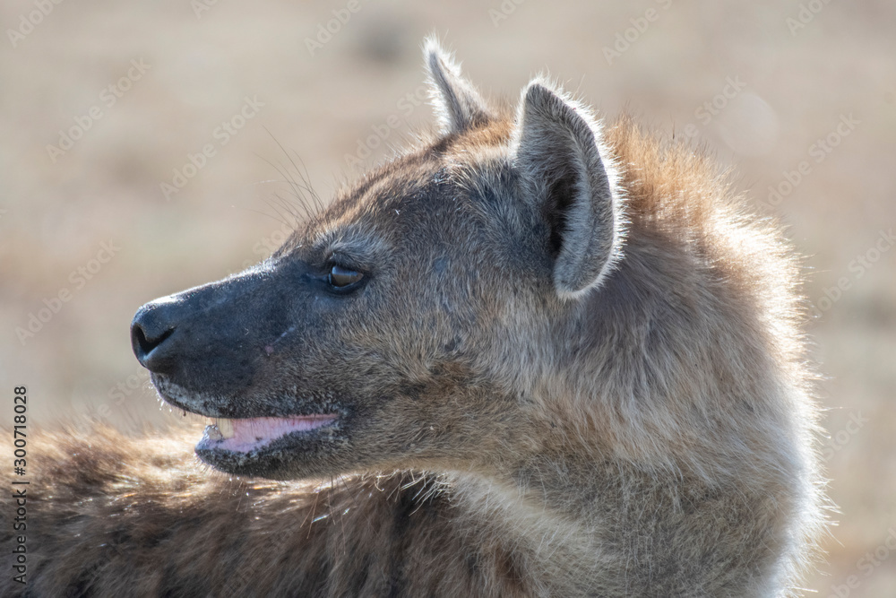 Lonely hyena spotted separated from its group eating Wildebeest head in Maasai Mara reserve Lonely hyena spotted separated from its group eating Wildebeest head in Maasai Mara reserve