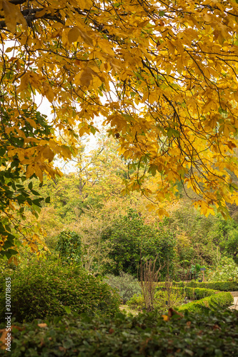 Autumnal landscape with green and yellow leaf trees in the botanical garden of Madrid, Spain, Europe