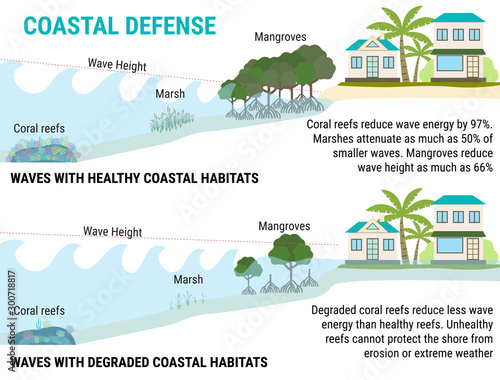 Coastal defenses to sea level rising -mangroves, marshes, coral reefs, dikes