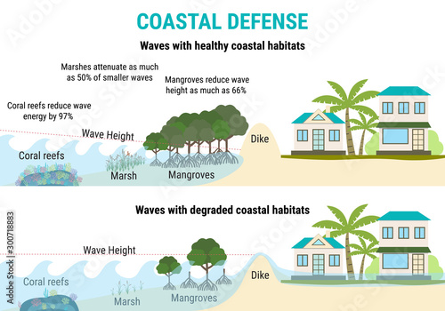 Coastal defenses to sea level rising - mangroves, marshes, coral reefs, dikes