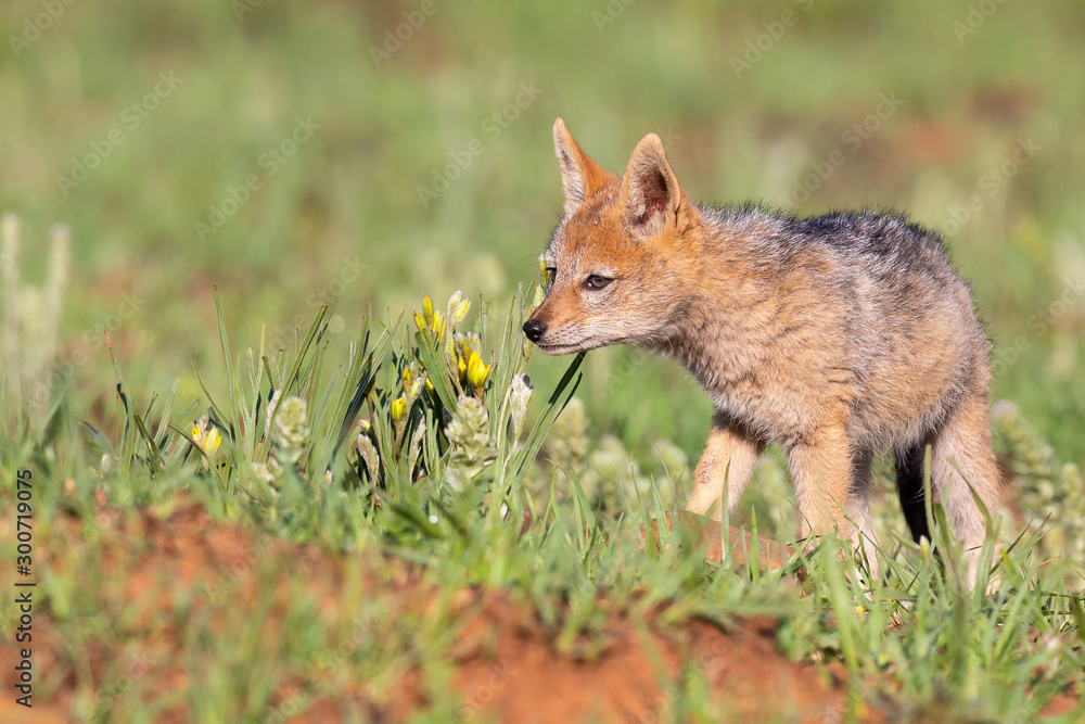 Lone Black Backed Jackal pup standing in short green grass to explore the world Lone Black Backed Jackal pup standing in short green grass to explore the world