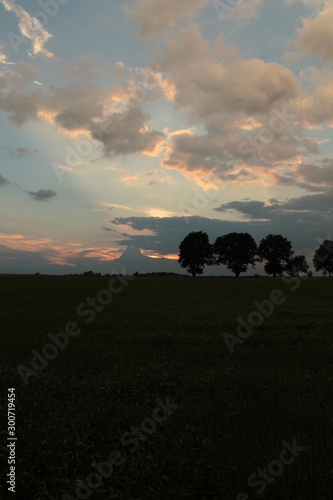 sun, sky and trees