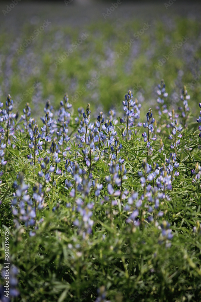 field flowers field flowers