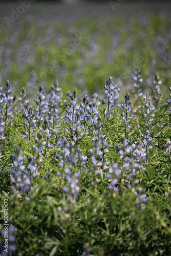 field flowers