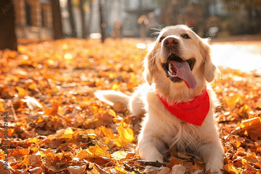Obraz na plátně Funny Golden retriever in sunny autumn park