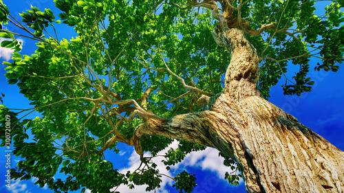 Sweet chestnut tree canopy against a clear blue sky photo