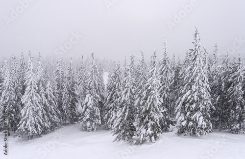 Snow-covered trees on a hillside during a snowfall.